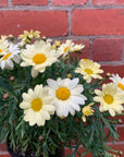 Argranthemum Lemon Pastel - 14cm pot