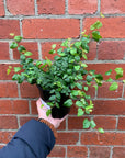 Ficus Pumila Climbing Fig - 14cm Pot