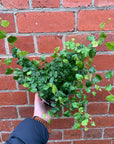 Ficus Pumila Climbing Fig - 14cm Pot