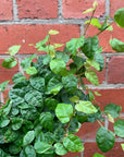 Ficus Pumila Climbing Fig - 14cm Pot