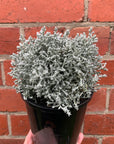 Leucophyta Silver Nugget - Cushion Bush - 14cm pot