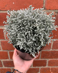 Leucophyta Silver Nugget - Cushion Bush - 14cm pot