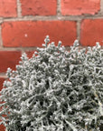 Leucophyta Silver Nugget - Cushion Bush - 14cm pot