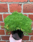 Scleranthus Biflorus Knawei - 14cm pot