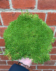 Scleranthus Biflorus Knawei - 14cm pot