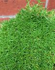 Scleranthus Biflorus Knawei - 14cm pot