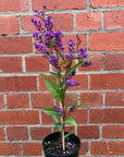 Hardenbergia violacea Happy Wanderer - False Sarsaparilla - 14cm pot
