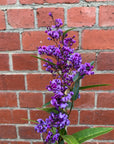 Hardenbergia violacea Happy Wanderer - False Sarsaparilla - 14cm pot
