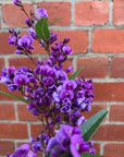 Hardenbergia violacea Happy Wanderer - False Sarsaparilla - 14cm pot