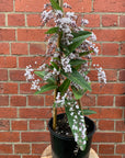 Hardenbergia violacea 'Free and Easy' - White Happy Wanderer - 20cm pot