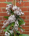 Hardenbergia violacea 'Free and Easy' - White Happy Wanderer - 20cm pot