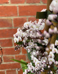 Hardenbergia violacea 'Free and Easy' - White Happy Wanderer - 20cm pot