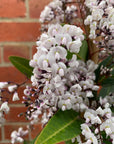 Hardenbergia violacea 'Free and Easy' - White Happy Wanderer - 20cm pot