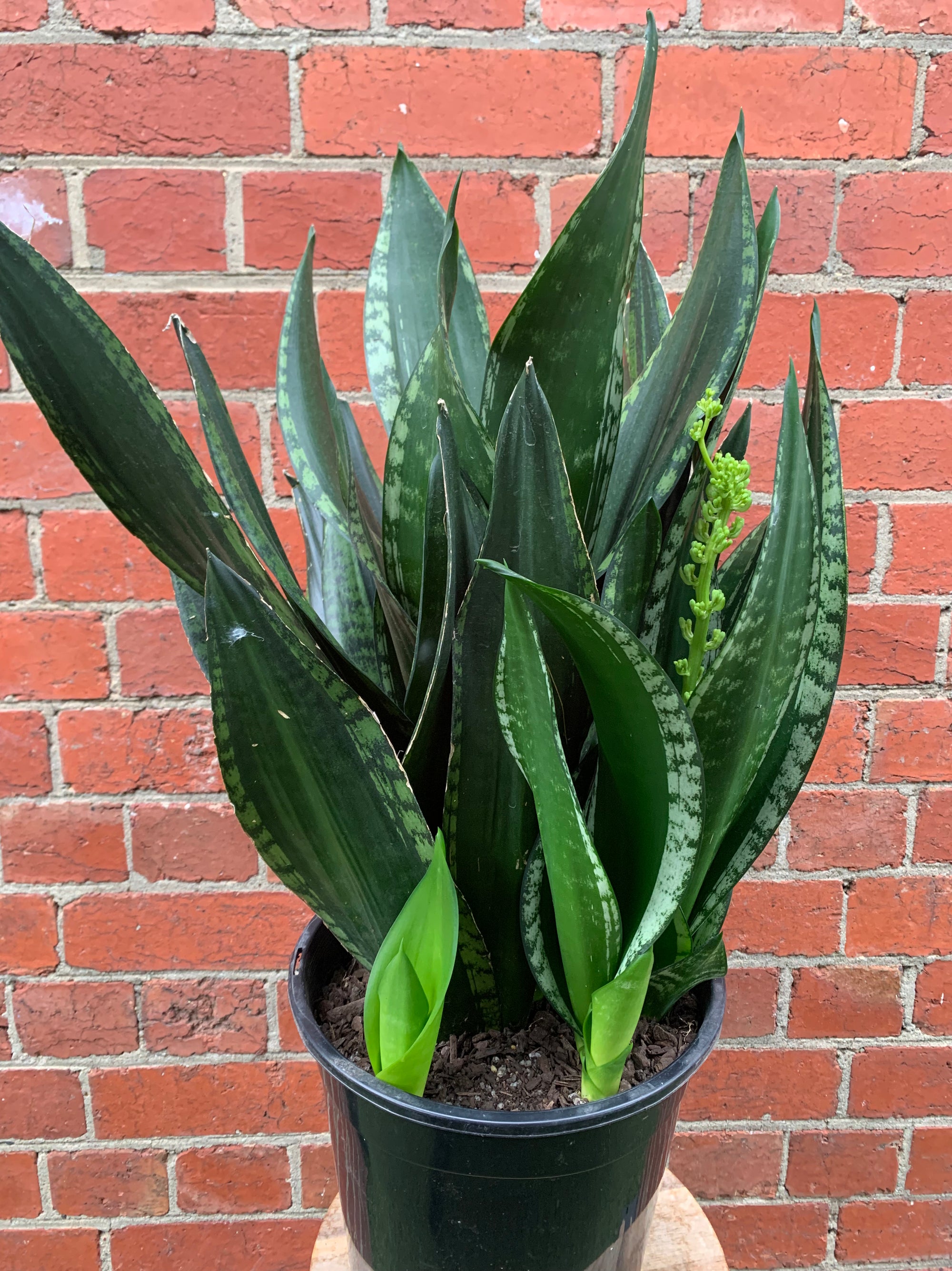 Sansevieria Whitney - 25cm Pot