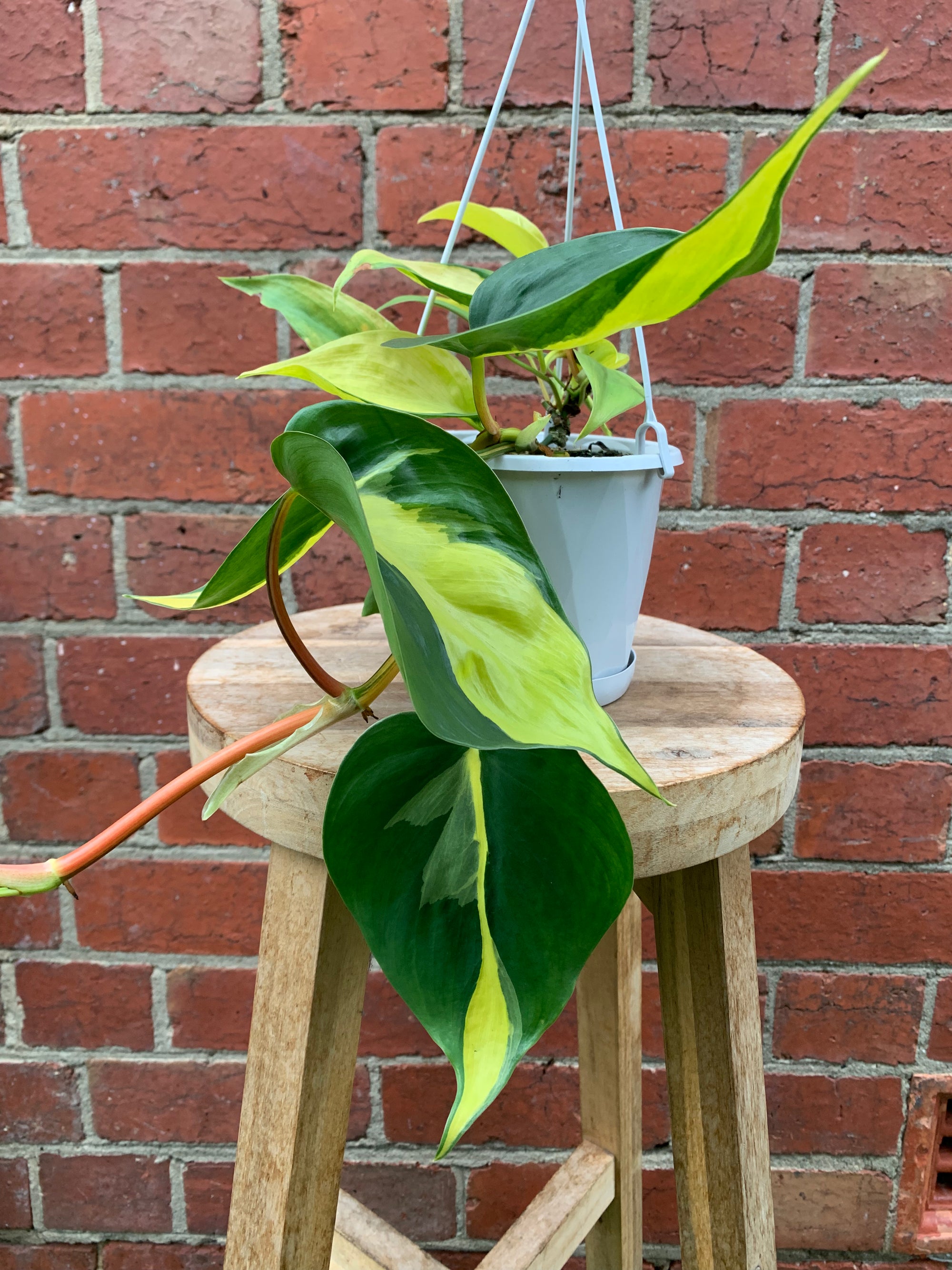 Philodendron Brasil - 13cm hanging basket