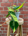 Philodendron Brasil - 13cm hanging basket