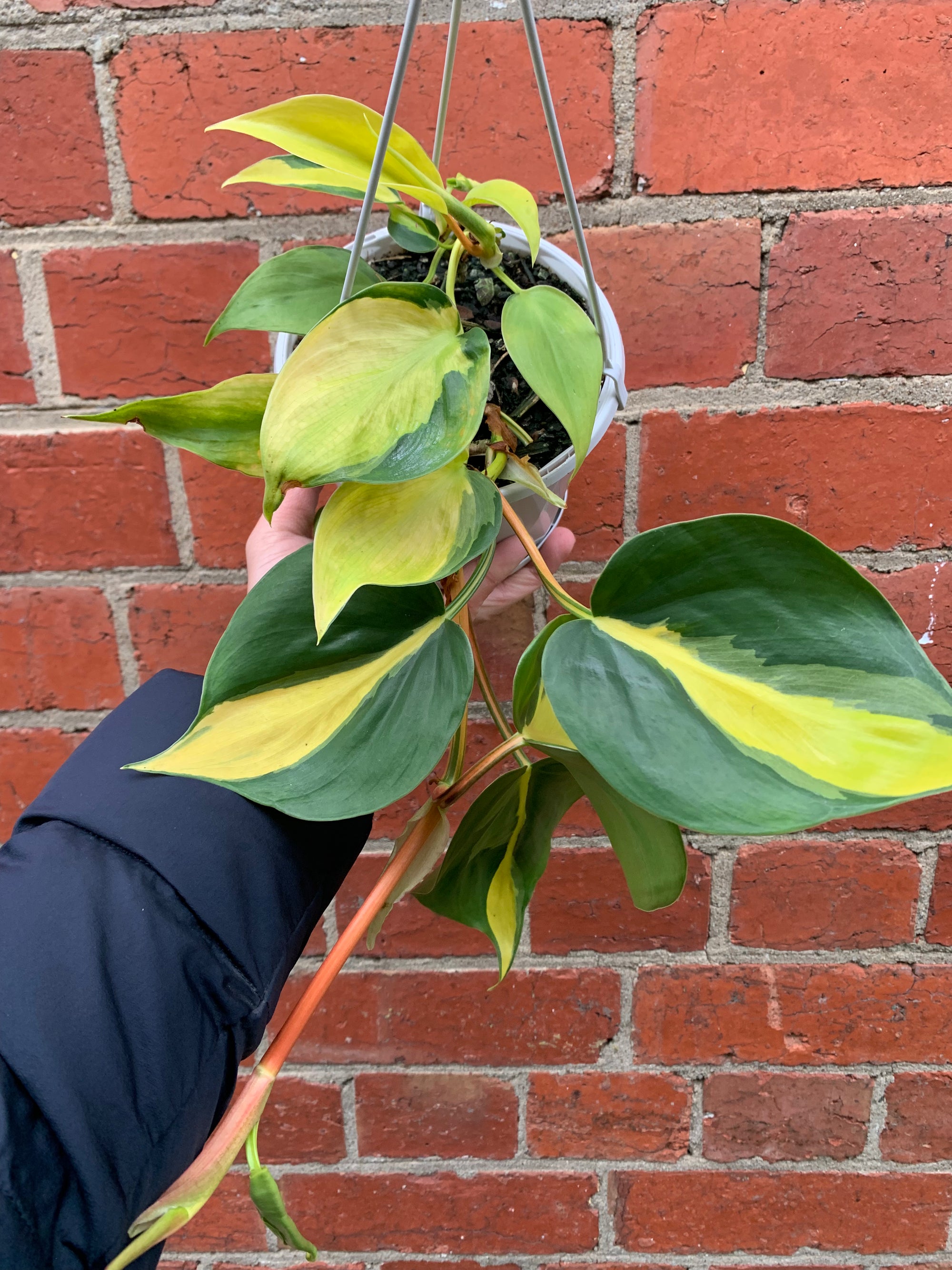 Philodendron Brasil - 13cm hanging basket
