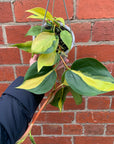 Philodendron Brasil - 13cm hanging basket