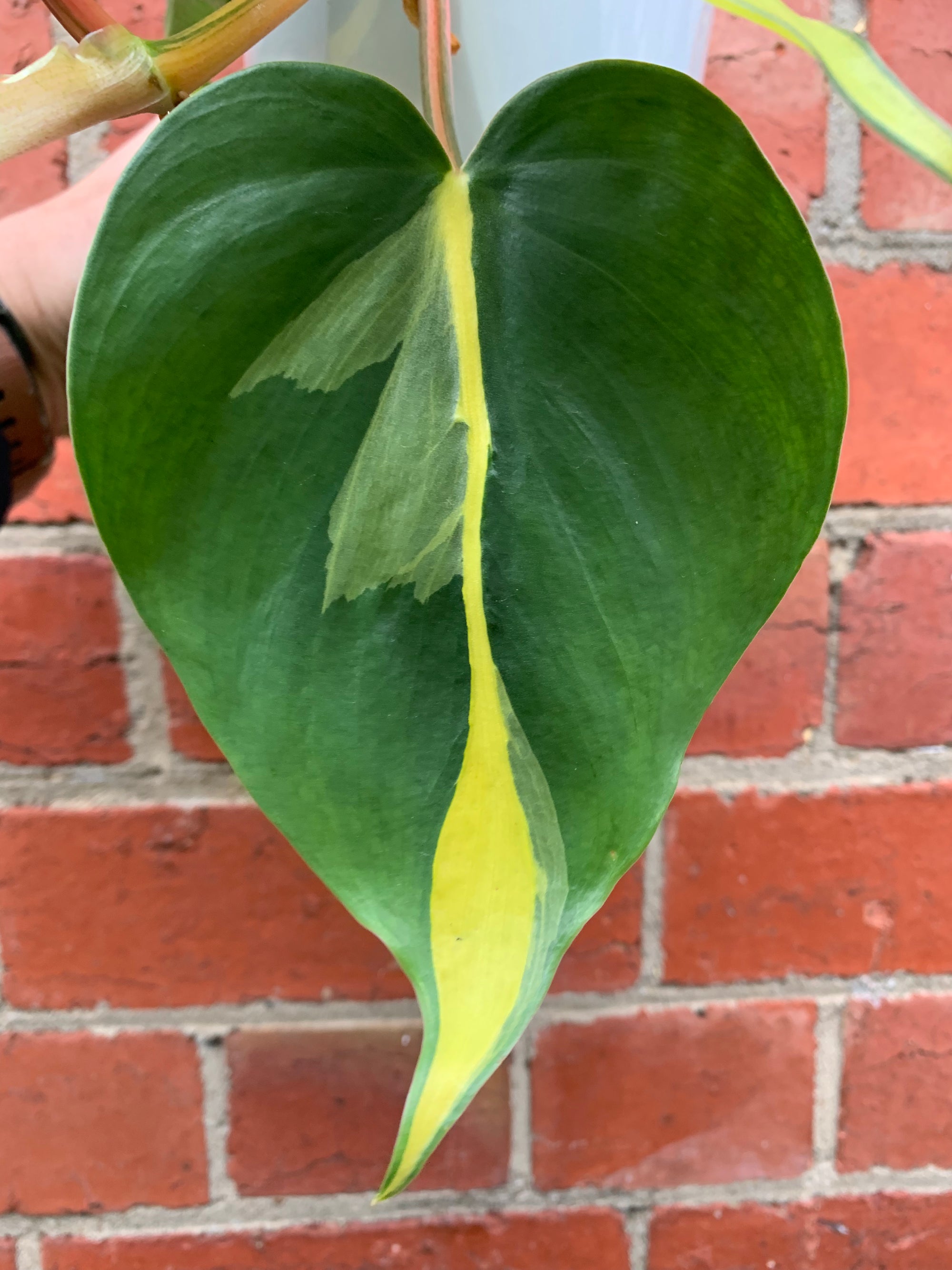 Philodendron Brasil - 13cm hanging basket