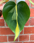 Philodendron Brasil - 13cm hanging basket