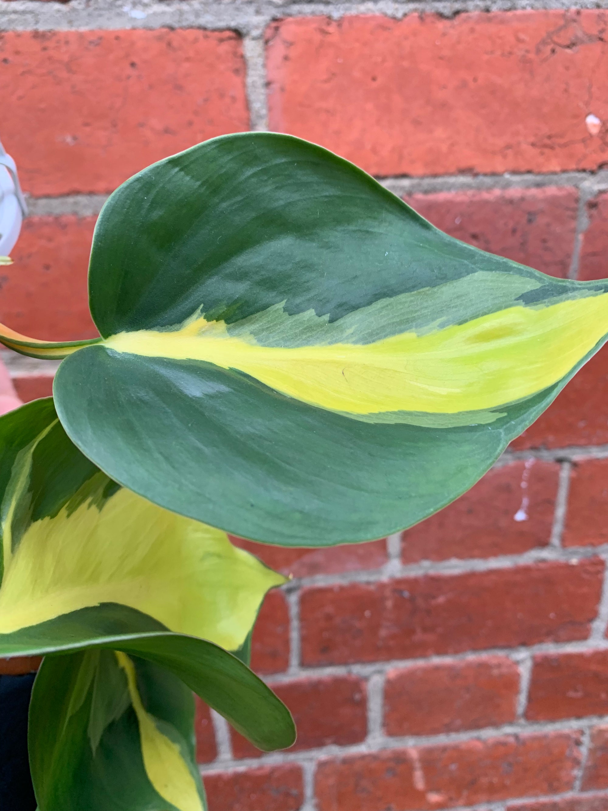 Philodendron Brasil - 13cm hanging basket