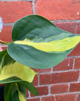 Philodendron Brasil - 13cm hanging basket