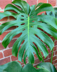 Monstera Deliciosa (Fruit Salad Plant) - 25cm Pot