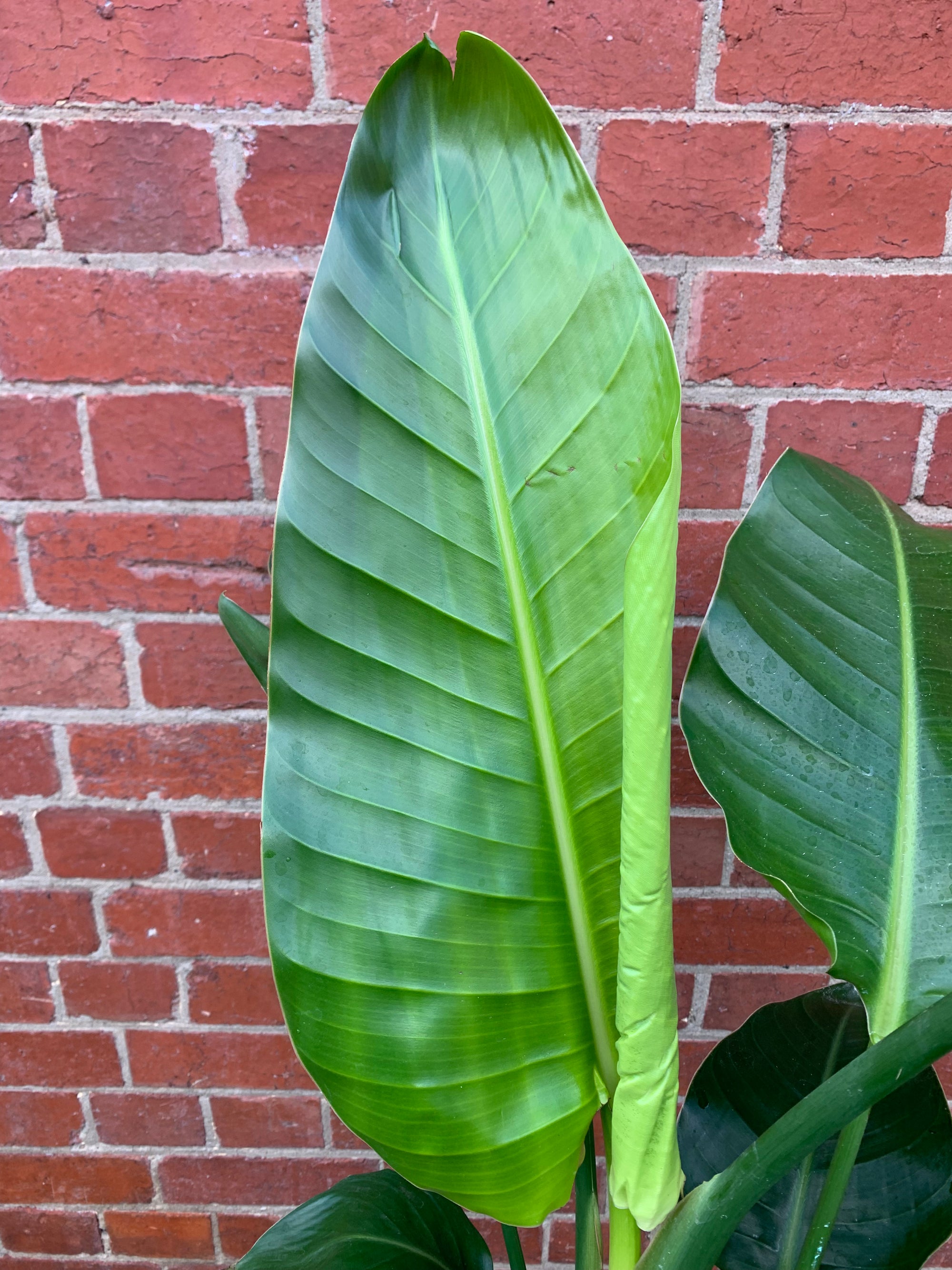Strelitzia Nicolai - Bird of Paradise - 20cm Pot