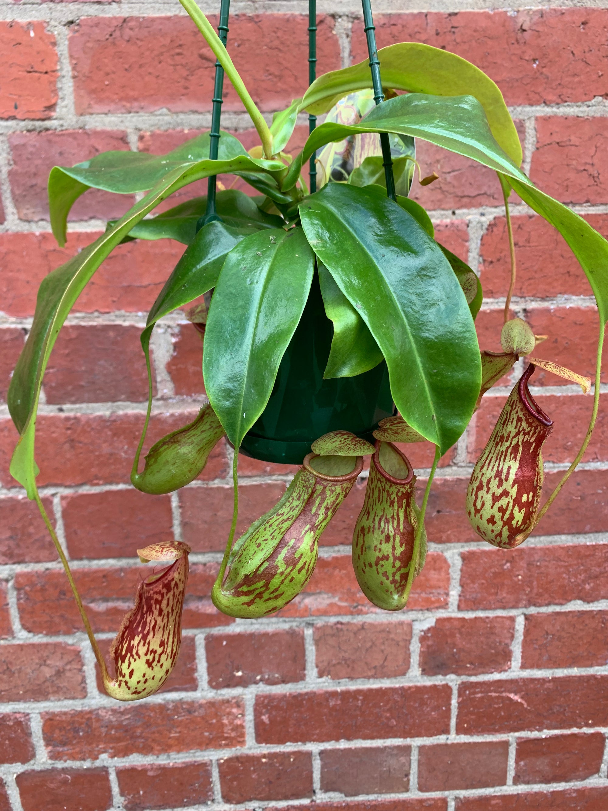 Nepenthes - 13cmHB