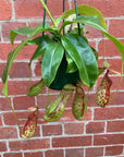 Nepenthes - 13cmHB
