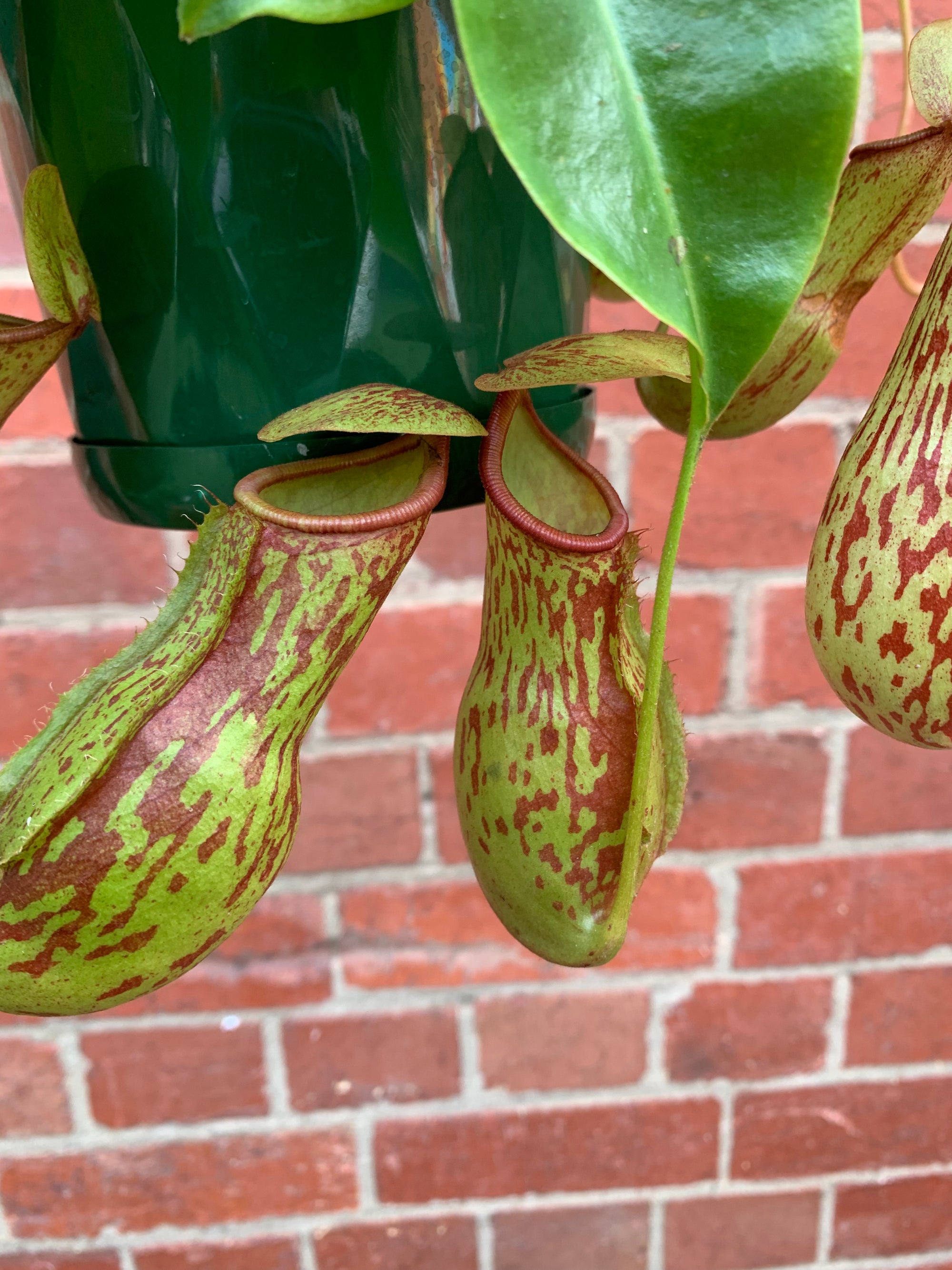 Nepenthes - 13cmHB