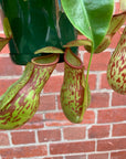 Nepenthes - 13cmHB