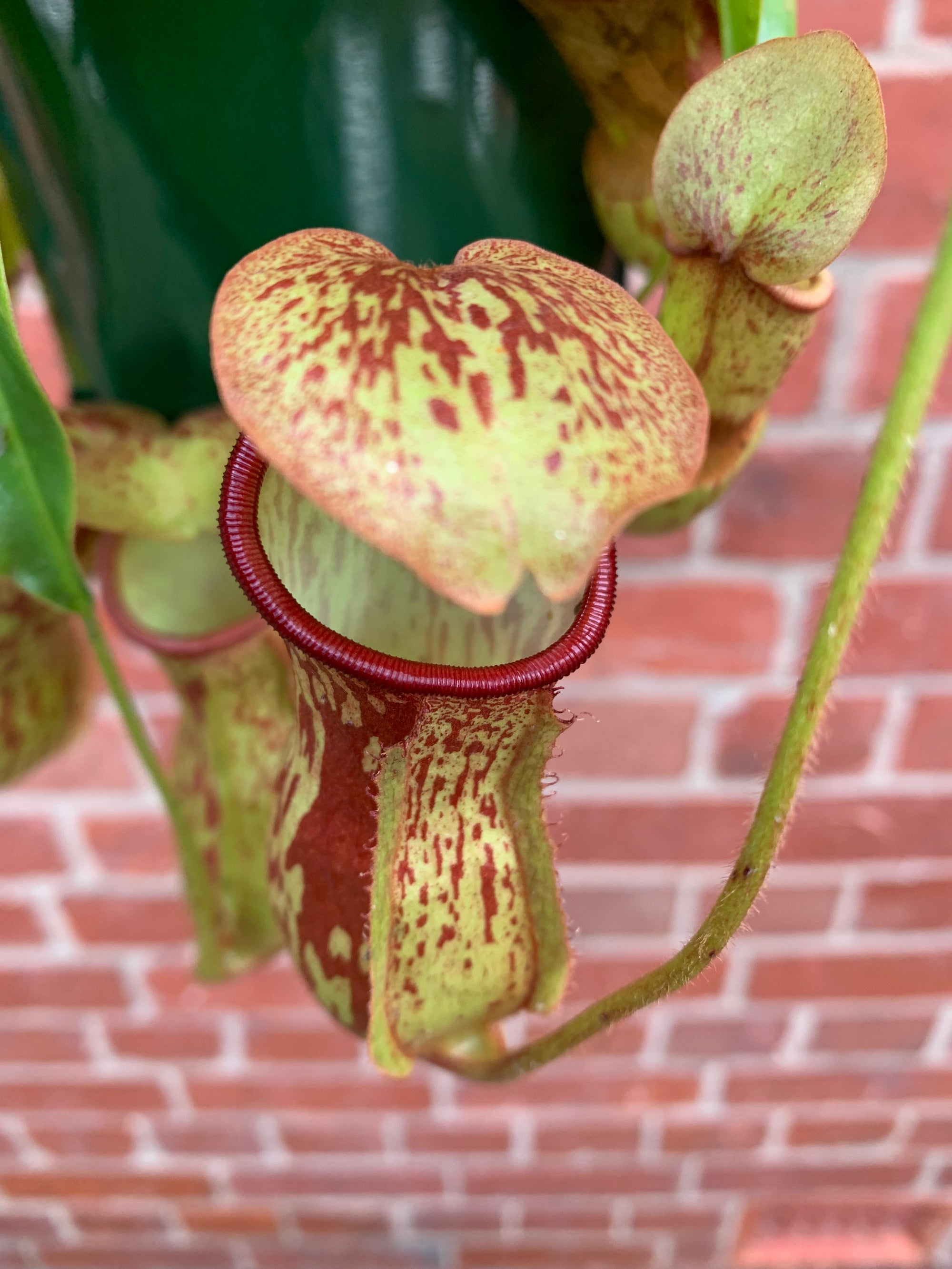 Nepenthes - 13cmHB