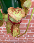 Nepenthes - 13cmHB