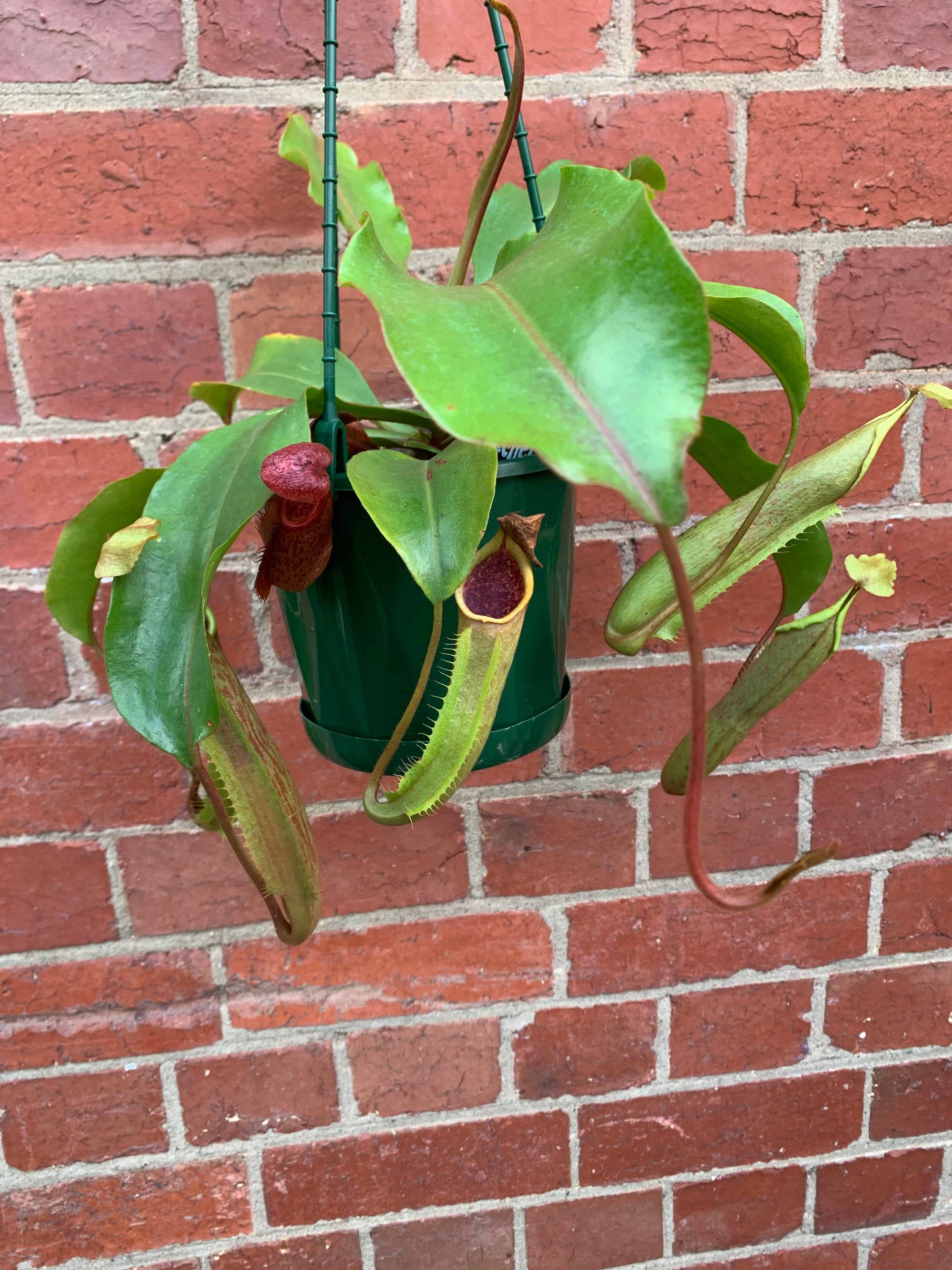 Nepenthes - 15cmHB