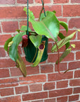 Nepenthes - 15cmHB