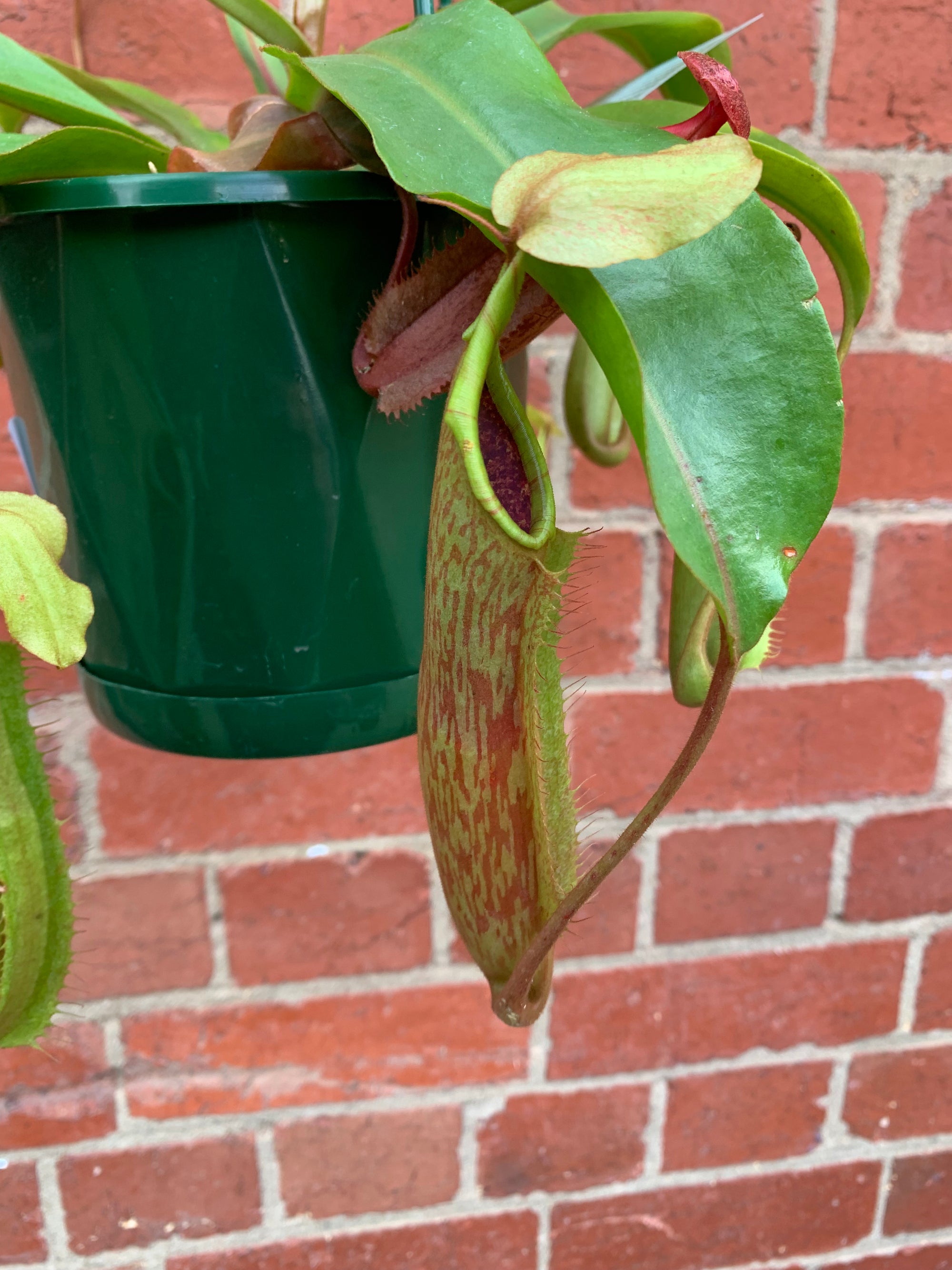 Nepenthes - 15cmHB