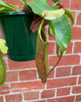 Nepenthes - 15cmHB