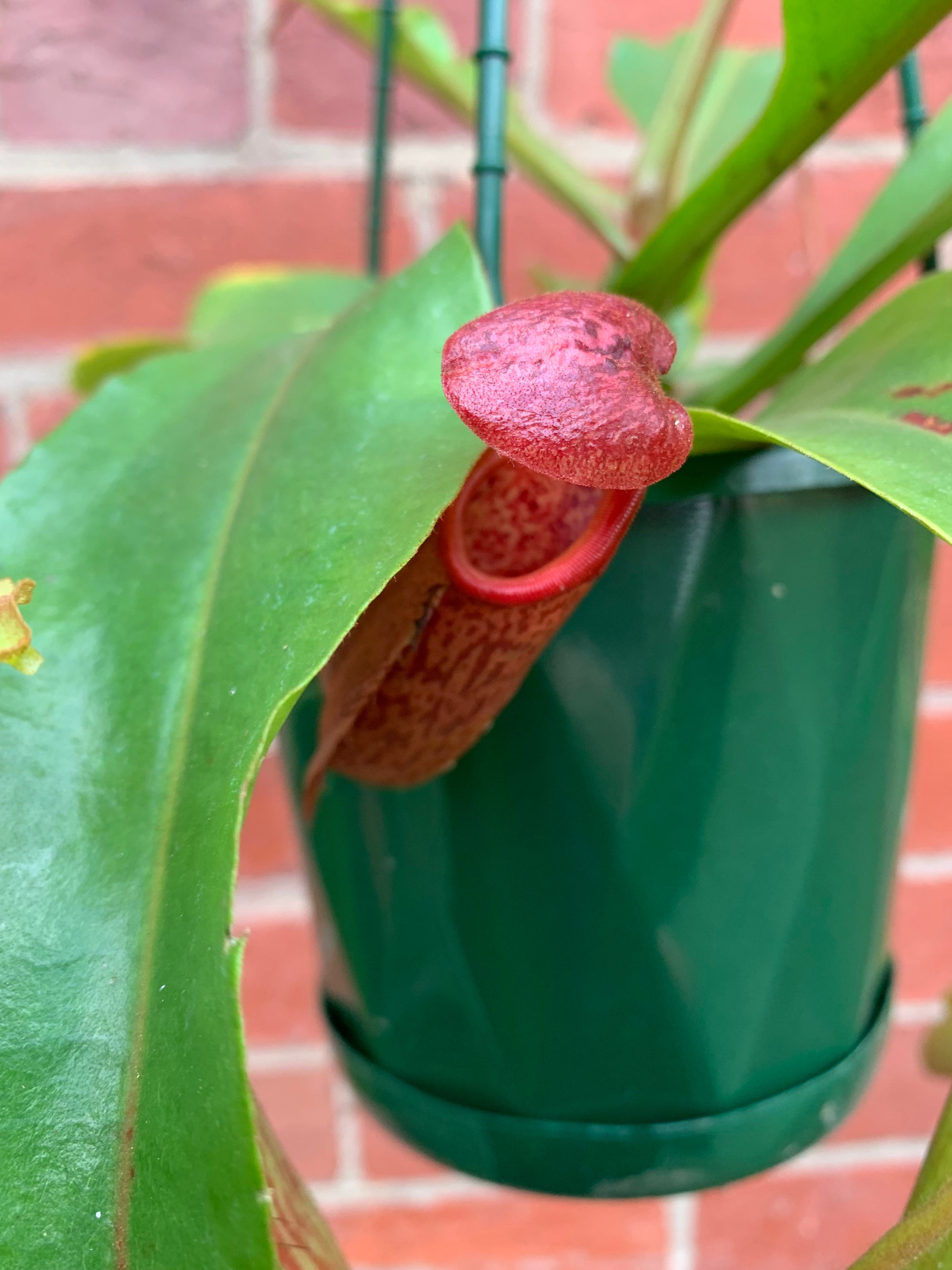 Nepenthes - 15cmHB