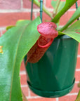 Nepenthes - 15cmHB