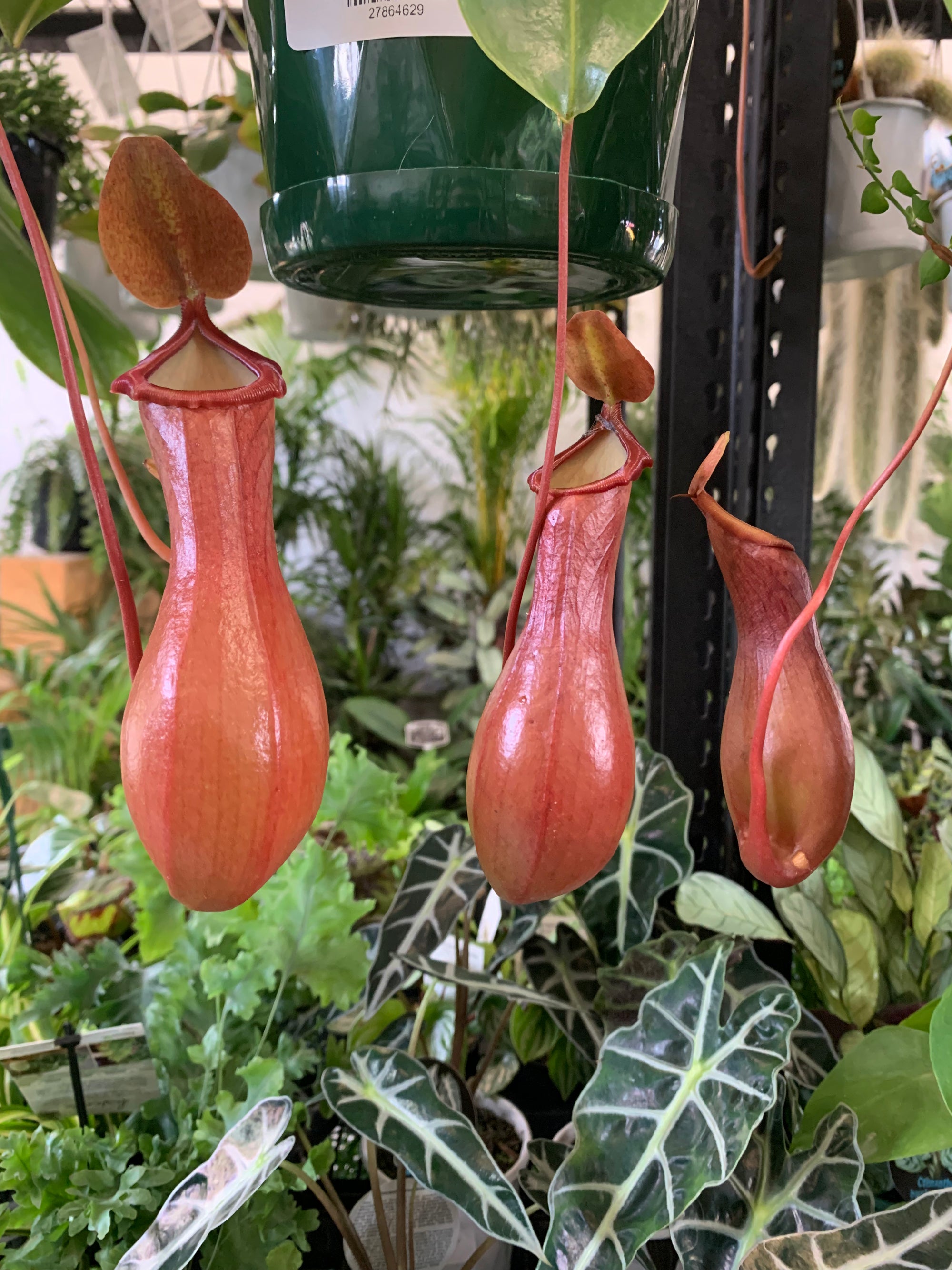 Nepenthes - 15cmHB