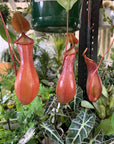 Nepenthes - 15cmHB