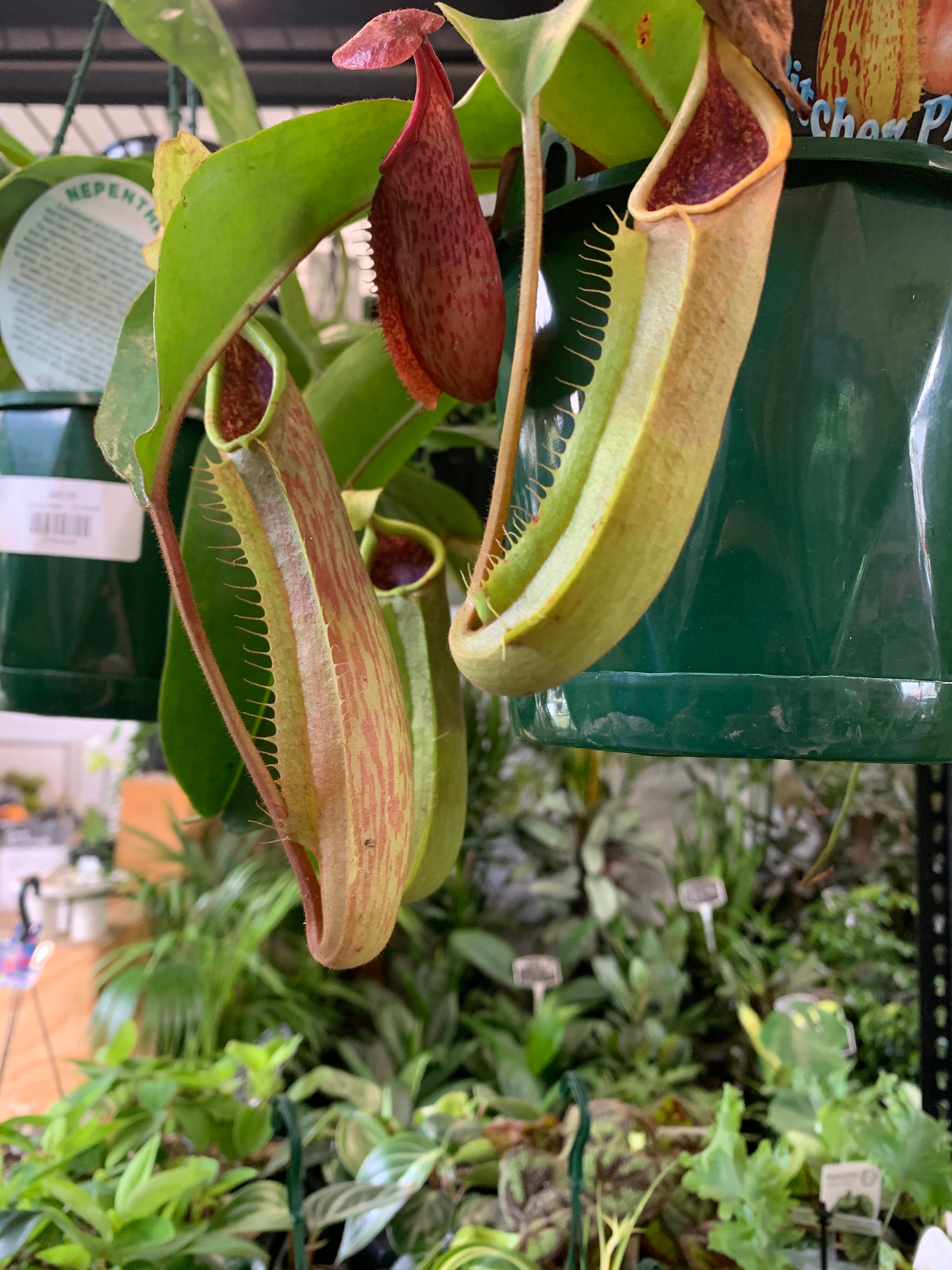 Nepenthes - 15cmHB