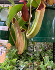 Nepenthes - 15cmHB