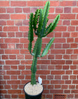 Euphorbia Eritrea - 24cm pot