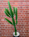Euphorbia Eritrea - 24cm pot