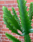 Euphorbia Eritrea - 24cm pot