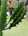 Euphorbia Eritrea - 24cm pot