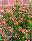 Chamelaucium Uncinatum - 18cm pot
