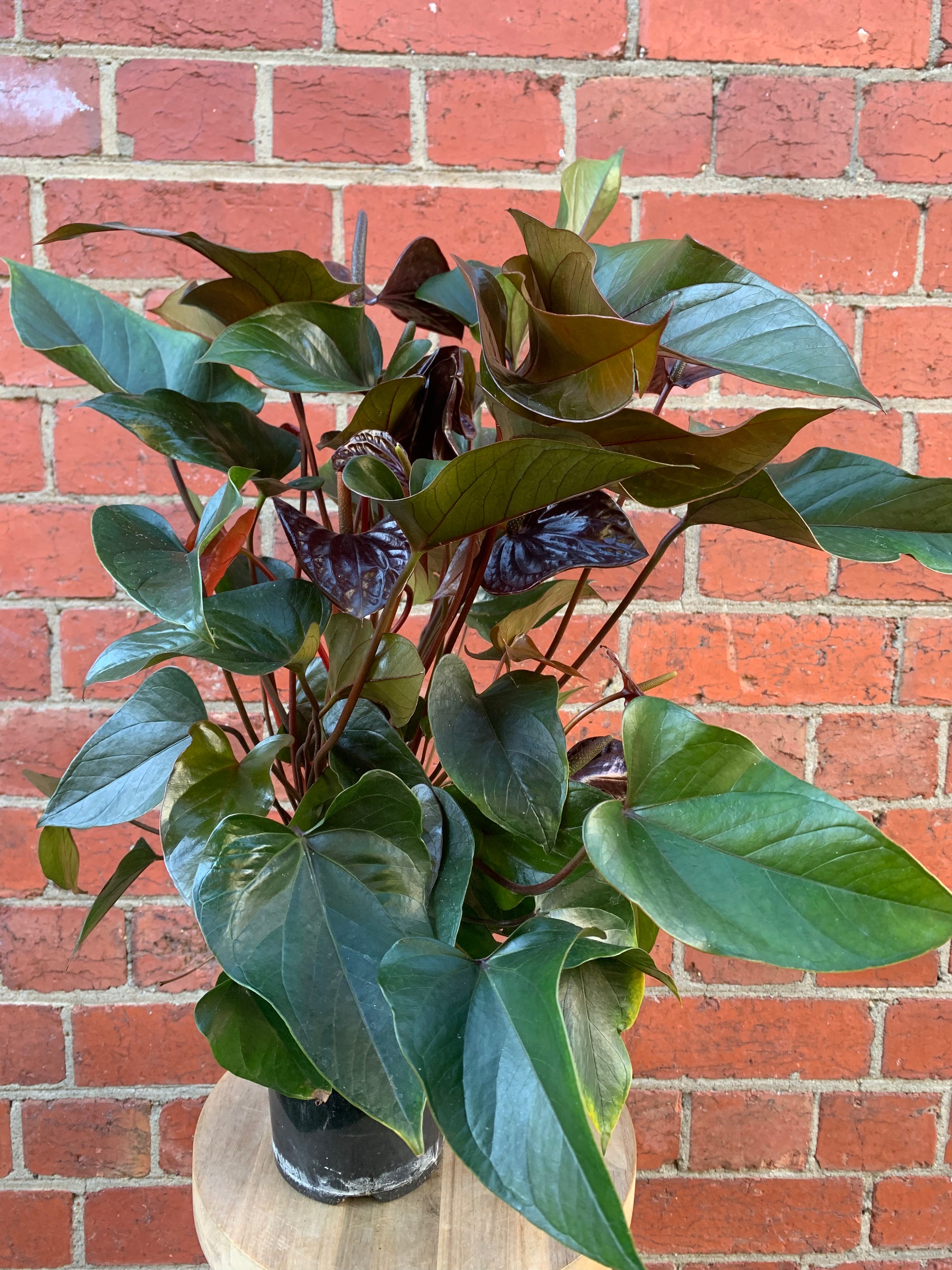Anthurium - Burgundy - 15cm pot